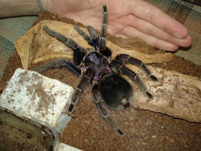 HispaniolanGiantTarantula
